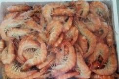 COOKED SHRIMP 40/60